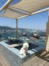 부산 영도 애견동반숙소 복래B 야외 자쿠지 2박 내돈내산후기