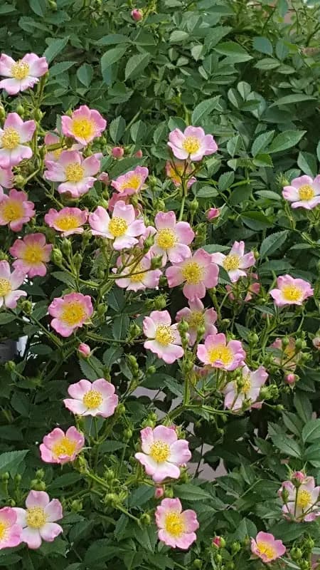 하와이사우나(덕소) 1