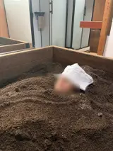 자하생식 효소찜질 봉천본점 가격과 소요시간! 내돈내산...