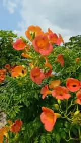 김해 봉황역-김해 봉황대길 능소화(凌霄花)-김해 수로왕릉 납릉...