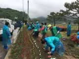김천시지례면 새마을협의회`생활개선회, 봄맞이 꽃길 조성