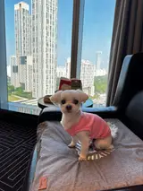 인천 쉐라톤 그랜드 호텔, 애견동반 내돈내산 후기