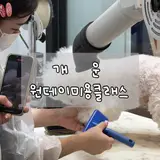 평택 개운 강아지목욕원데이클래스 체험후기 비숑 키운다면...
