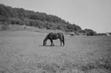 해수욕장/서우봉/델문도/제주필름/소노벨제주 사우나/조마루...