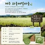 제주 와흘메밀마을, 10만평 하얀 메밀꽃밭에서 인생사진 찍기